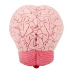 GIANTmicrobes Brain Plush