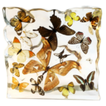 Real Butterflies and Moths in Acrylic Display – Set of 15