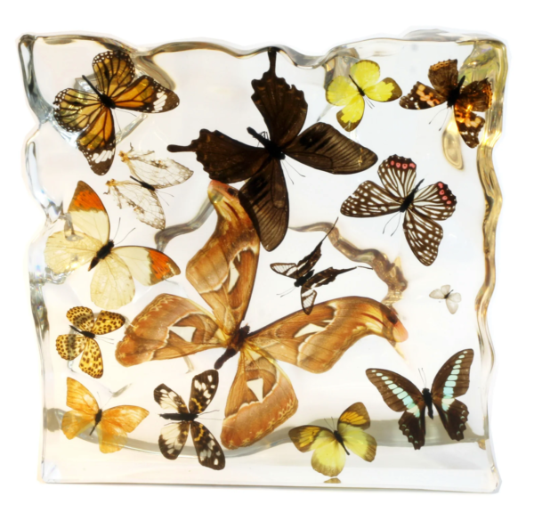 Real Butterflies and Moths in Acrylic Display – Set of 15
