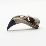 American Flamingo Skull Replica – 1:6 Scale