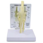 Replica Veterinary Canine Model – Knee