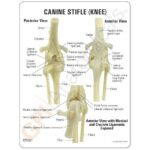 Replica Veterinary Canine Model – Knee