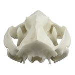 Replica American Opossum Skull – Economy