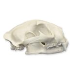 Replica Mountain Lion Skull – Male