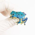 Blue Poison Dart Frog Enamel Pin (Dendrobates azureus)