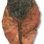 Crinoid Fossil