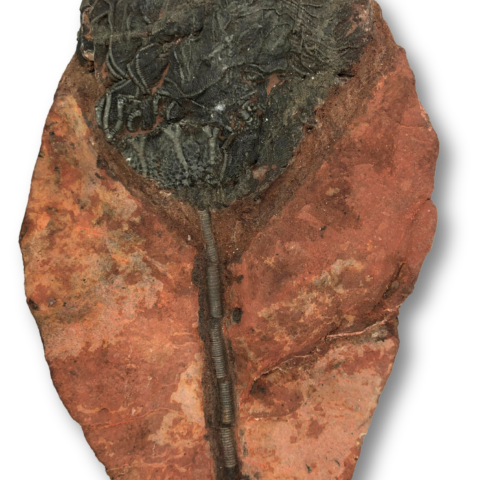 Crinoid Fossil