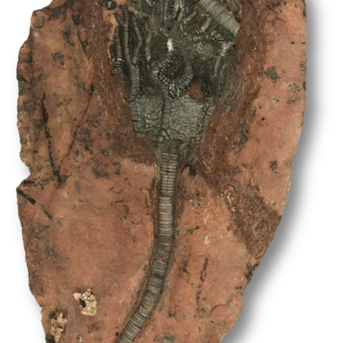 Crinoid Fossil