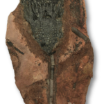 Crinoid Fossil