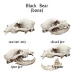 Black Bear Skull Replica – 1:12 Scale