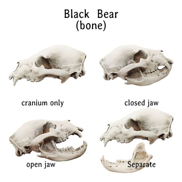 Black Bear Skull Replica – 1:12 Scale