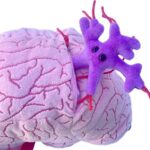 Giant Microbes Deluxe Brain with Mini Cells