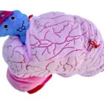 Giant Microbes Deluxe Brain with Mini Cells
