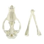 Replica American Opossum Skull – Economy