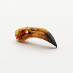 American Flamingo Skull Replica – 1:6 Scale