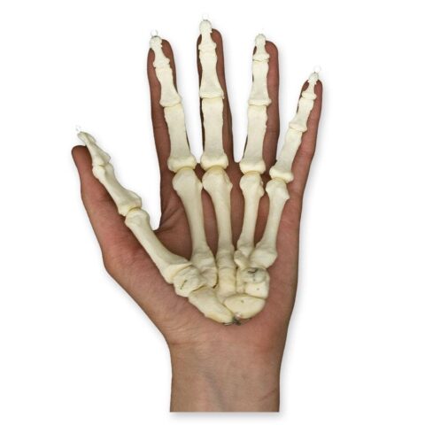 Real Research Quality Human Hand