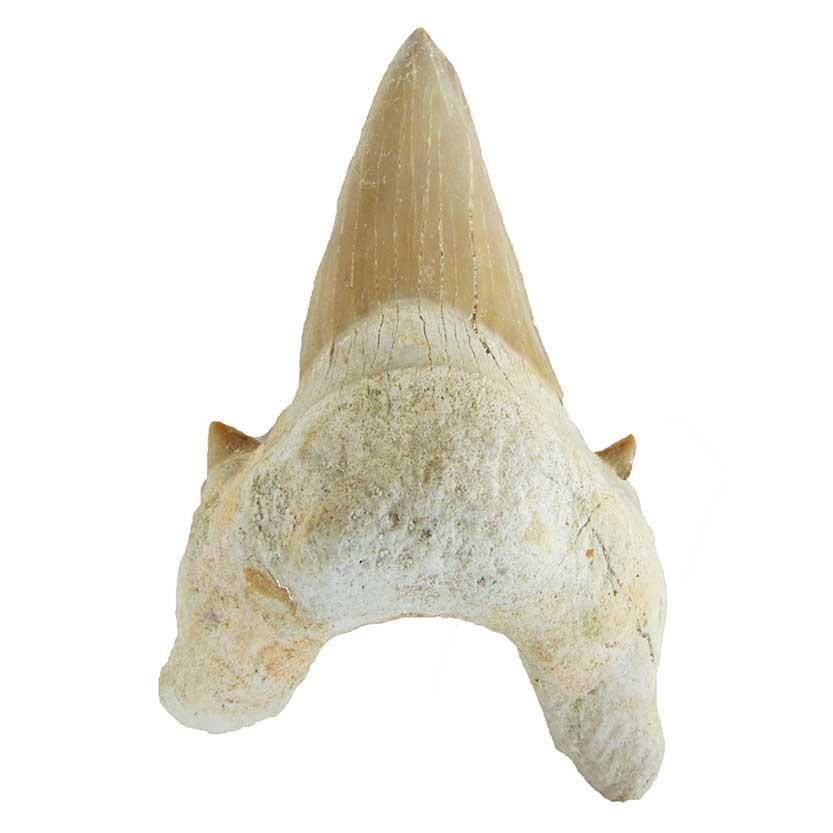 Fossil Shark Tooth