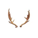 Fallow Deer Skull Replica – 1:12 Scale