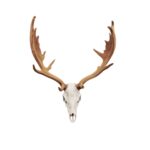 Fallow Deer Skull Replica – 1:12 Scale
