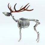 Red Deer Skeleton Replica – 1:18 Scale