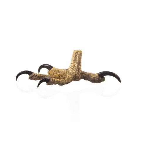 Replica Red-tailed Hawk Foot