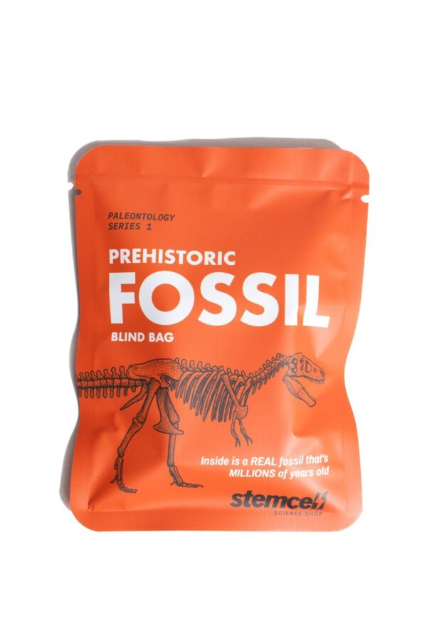 Fossil Specimen Blind Bag