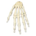 Real Research Quality Human Hand
