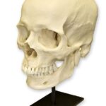 Replica Human Skull – European Male