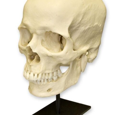 Replica Human Skull - European Male