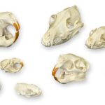 Comparative Skull Kit – North American Furbearers