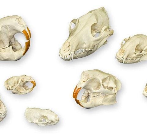 Comparative Skull Kit - North American Furbearers