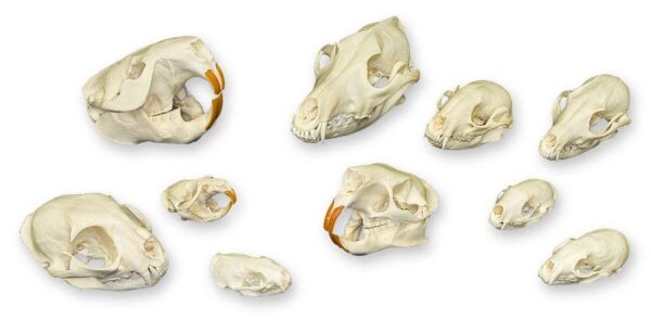 Comparative Skull Kit – North American Furbearers