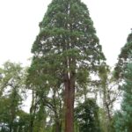 Giant Sequoia Seeds