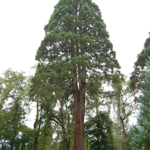 Giant Sequoia Seeds