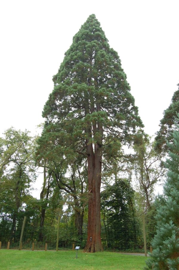 Giant Sequoia Seeds