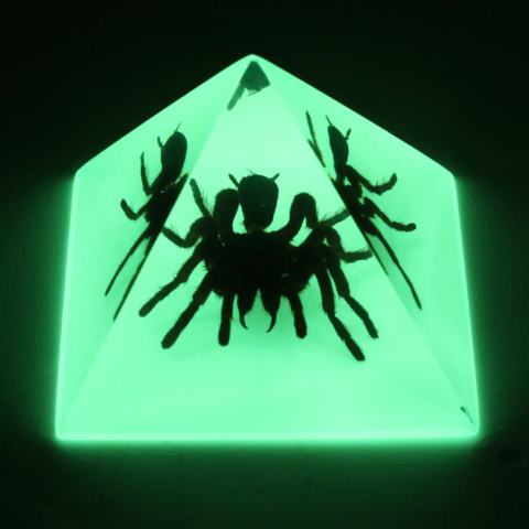 Real Tarantula in Acrylic Pyramid Paperweight (Glow-in-the-Dark)