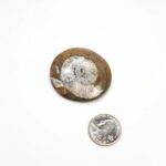Goniatite Fossil