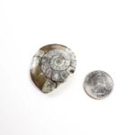 Goniatite Fossil