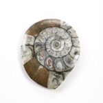 Goniatite Fossil