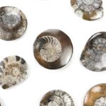 Goniatite Fossil