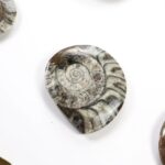 Goniatite Fossil