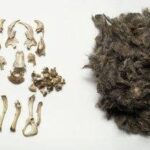 Owl Pellet Kit