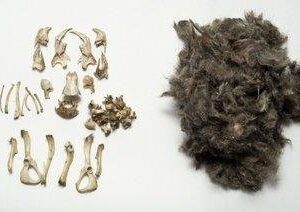 Owl Pellet Kit