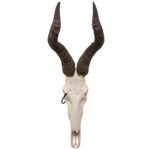 Real Hartebeest Skull