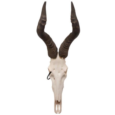 Real Hartebeest Skull