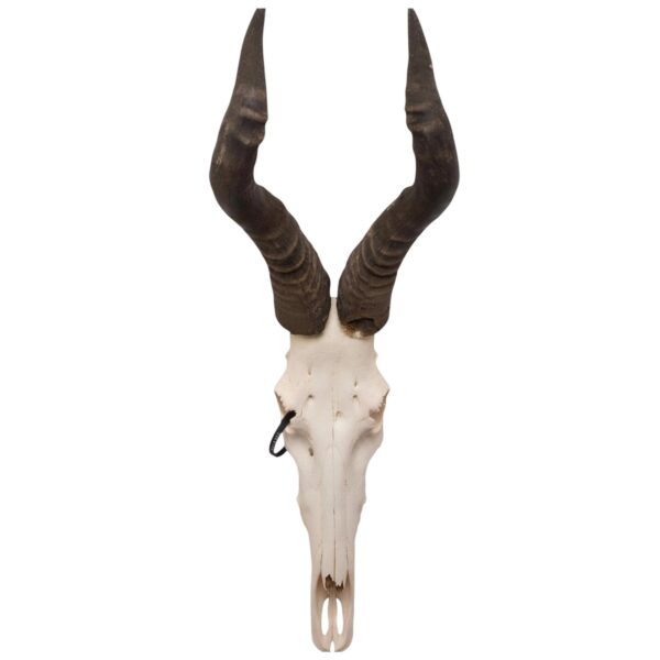 Real Hartebeest Skull