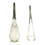 Replica Whooping Crane Skull
