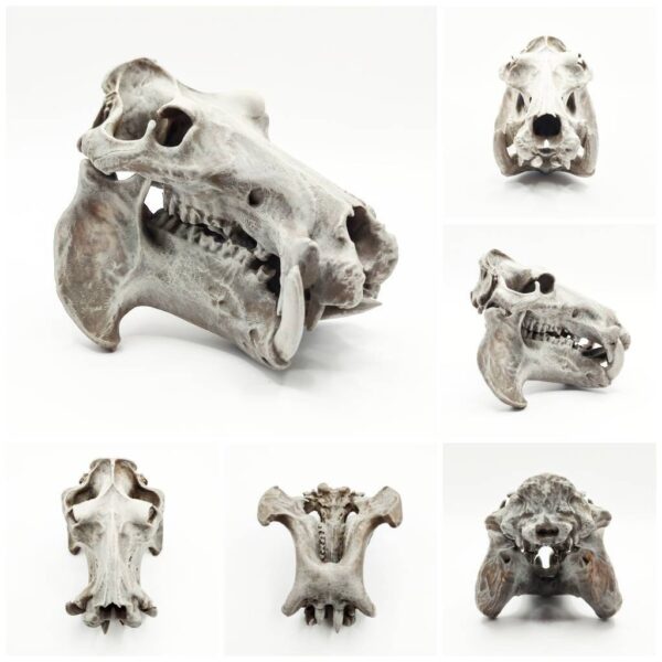 Hippopotamus Skull Replica – 1:12 Scale