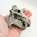 Hippopotamus Skull Replica – 1:12 Scale