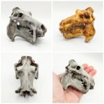 Hippopotamus Skull Replica – 1:12 Scale